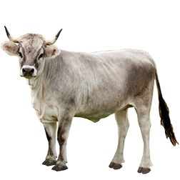 Vorderwald Cow